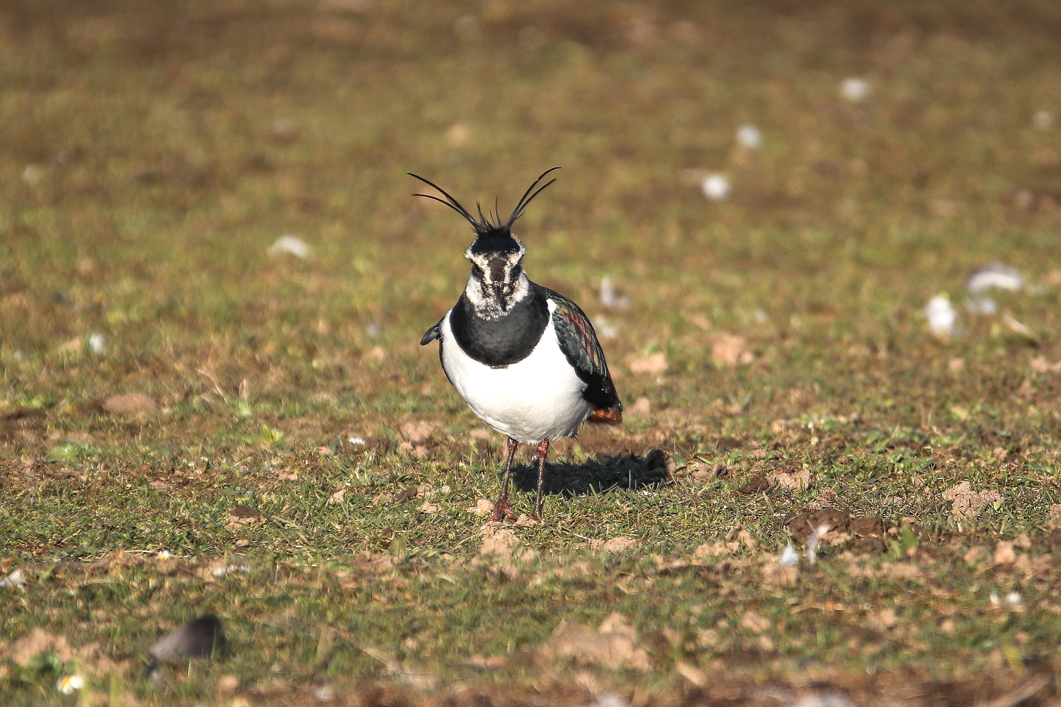 Vogel sitzt auf einer Wiese